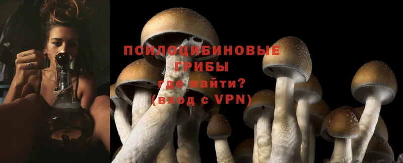 Галлюциногенные грибы Psilocybe  Каневская 